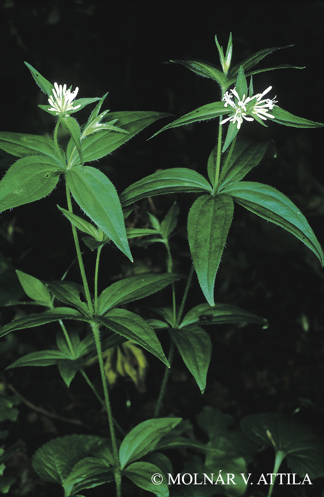 Asperula taurina L. subsp. leucanthera (Beck) Hayek