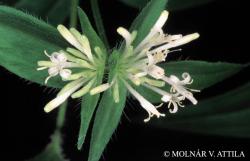 Asperula taurina L. subsp. leucanthera (Beck) Hayek 2.Image