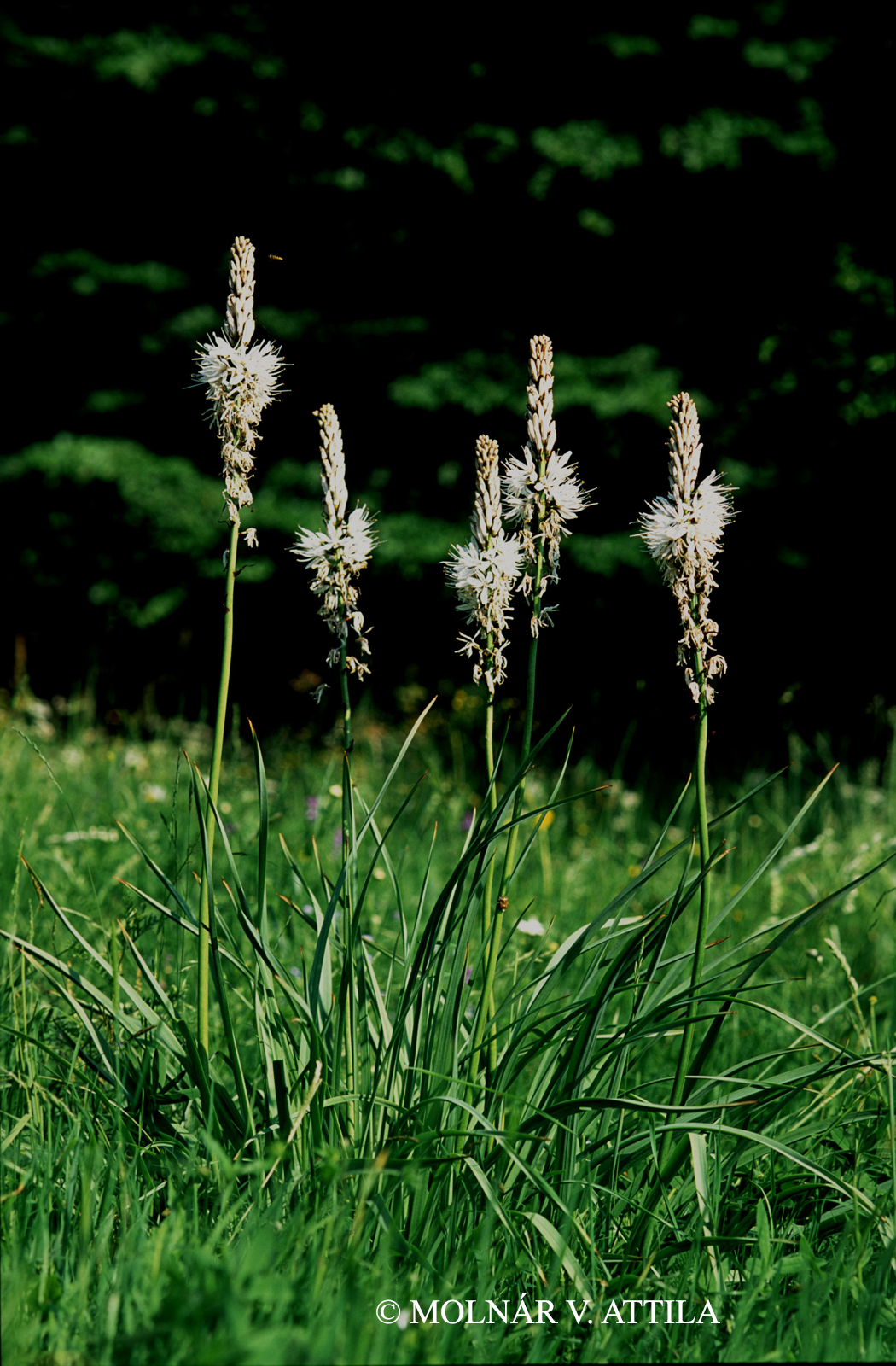 Asphodelus albus Mill.