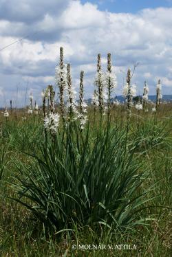 Asphodelus albus Mill. 2.Image