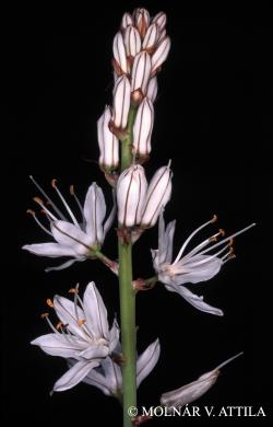 Asphodelus albus Mill. 3.Image