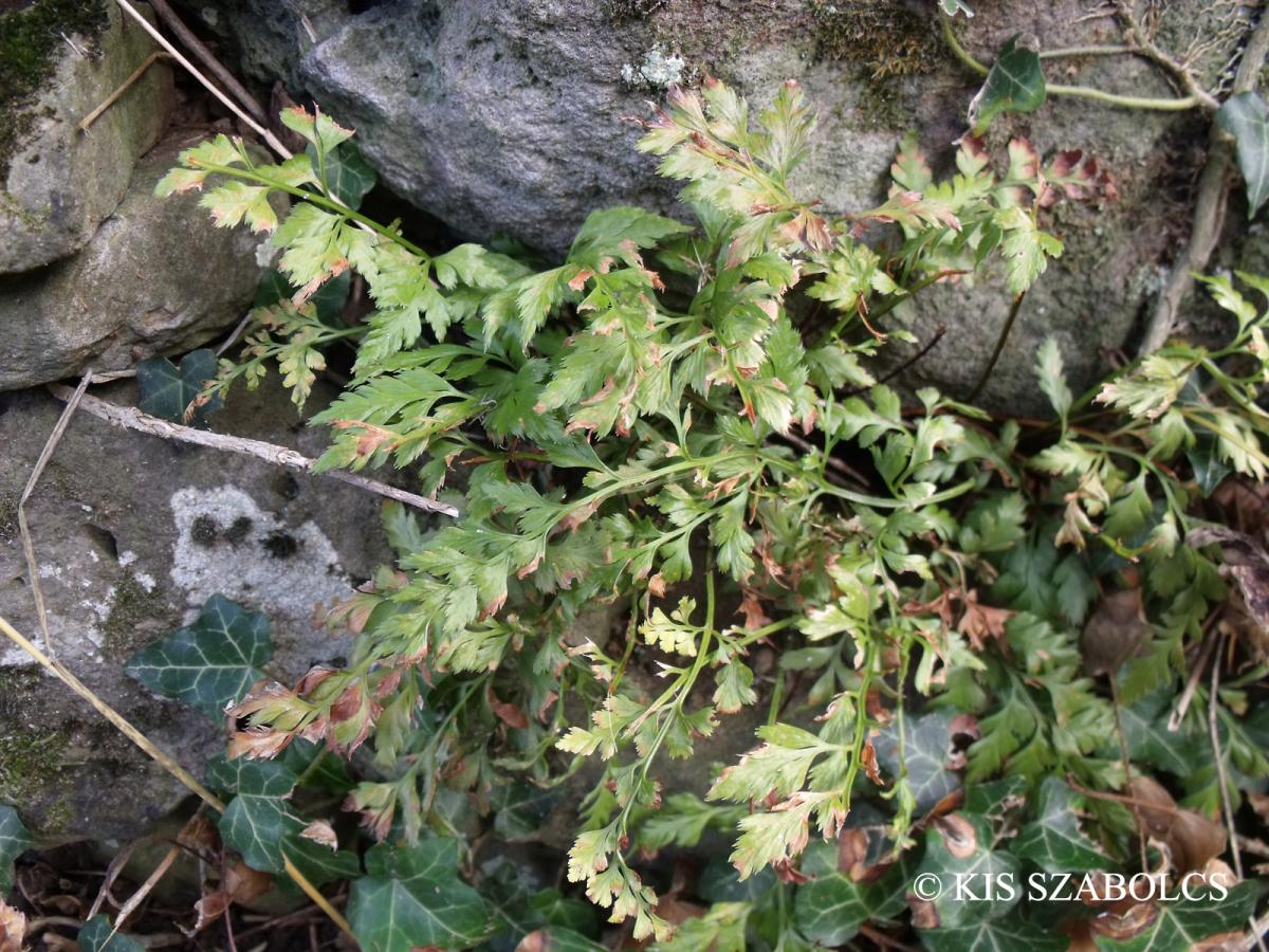 Asplenium adiantum-nigrum L.