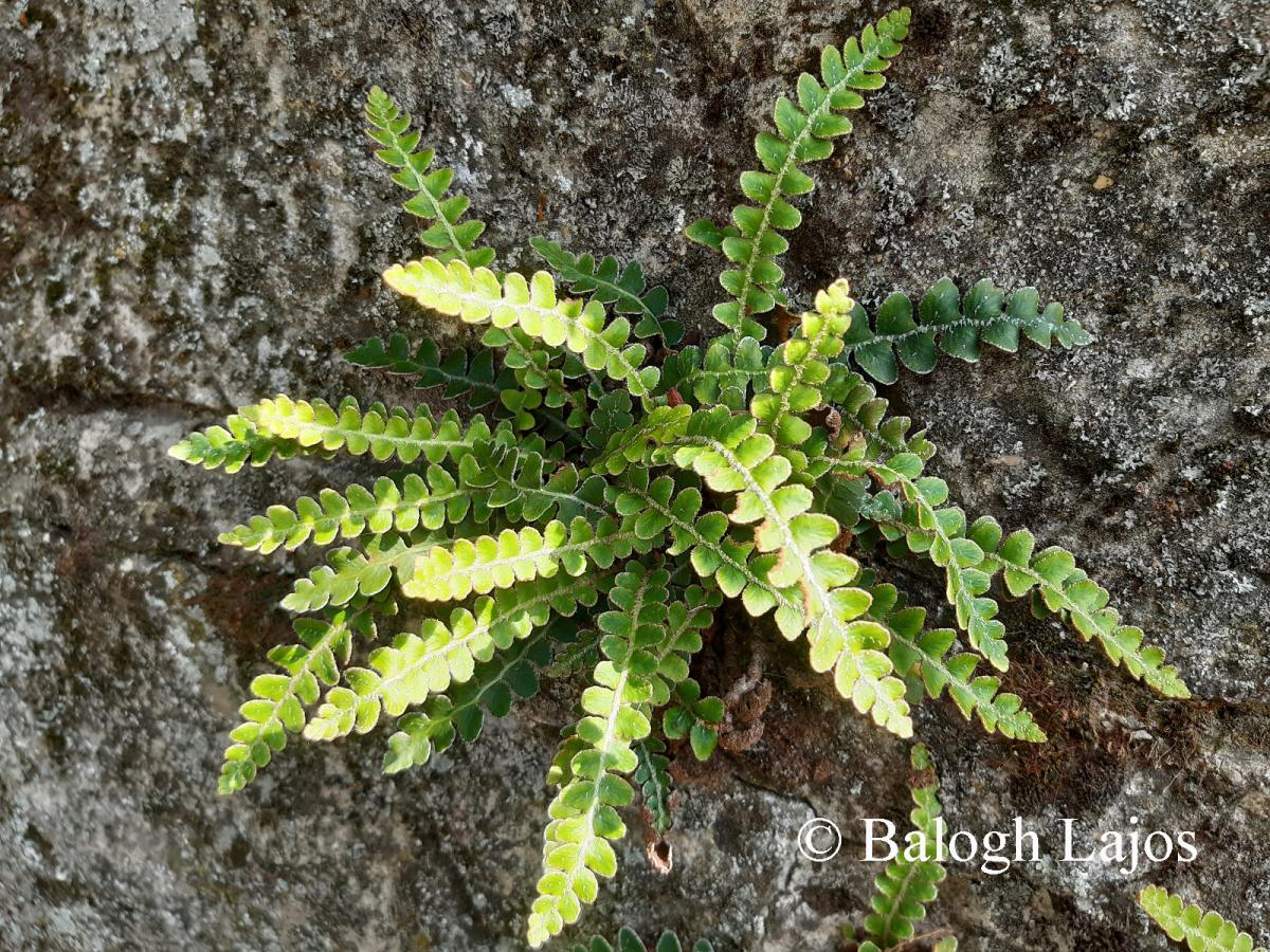 Asplenium ceterach L. s. l.