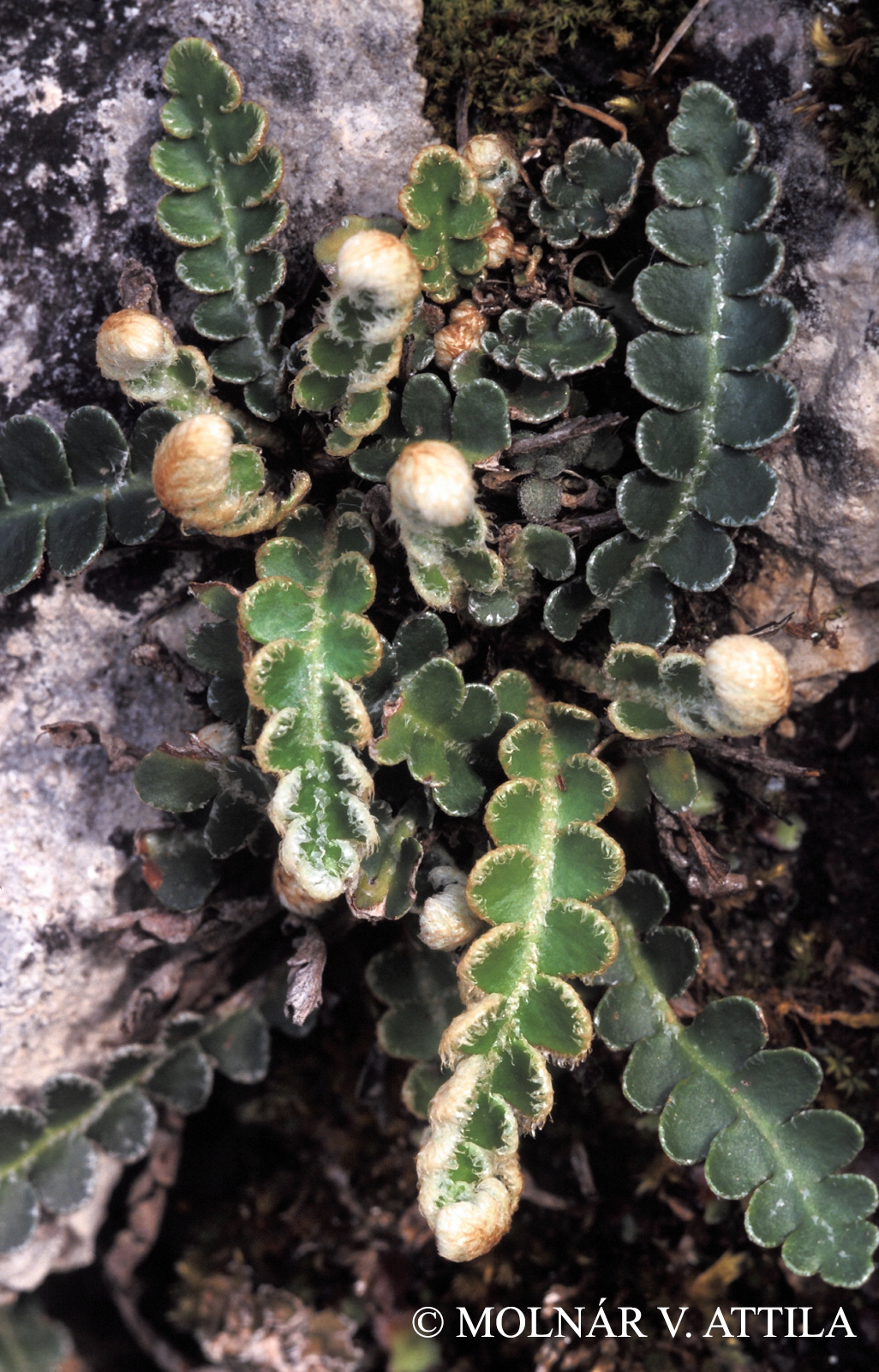 Asplenium javorkaeanum Vida