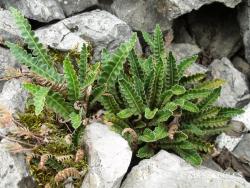 Asplenium javorkaeanum Vida 2.Kép
