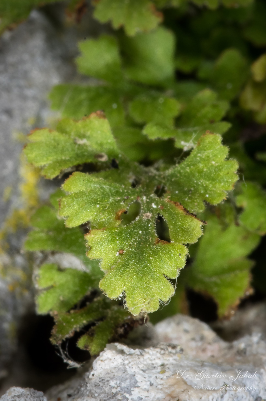 Asplenium lepidum C. Presl