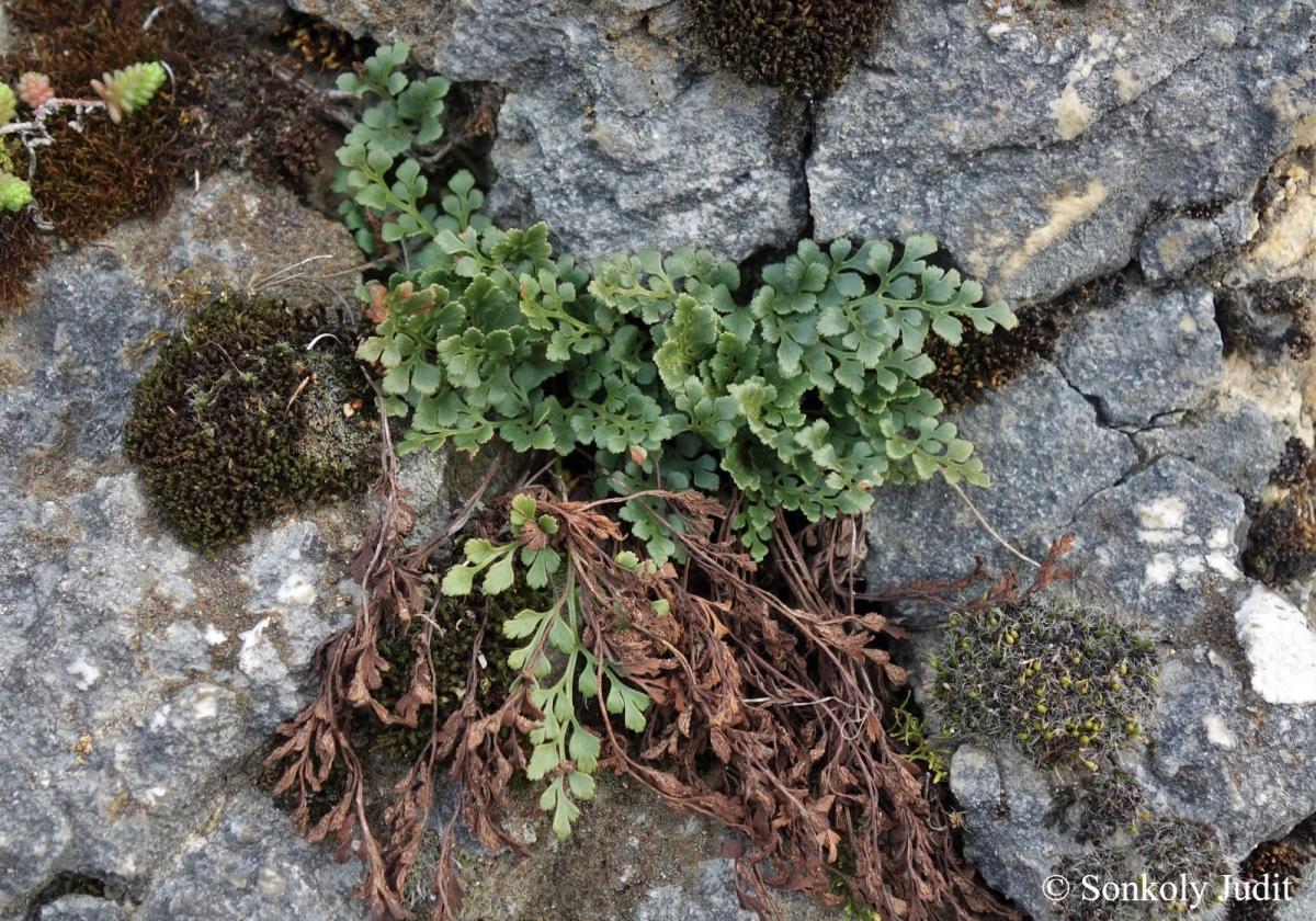 Asplenium ruta-muraria L.