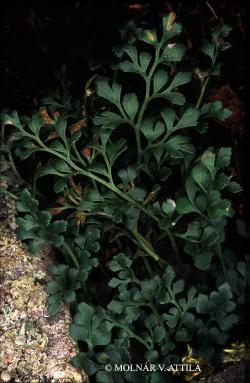 Asplenium ruta-muraria L. 2.Kép
