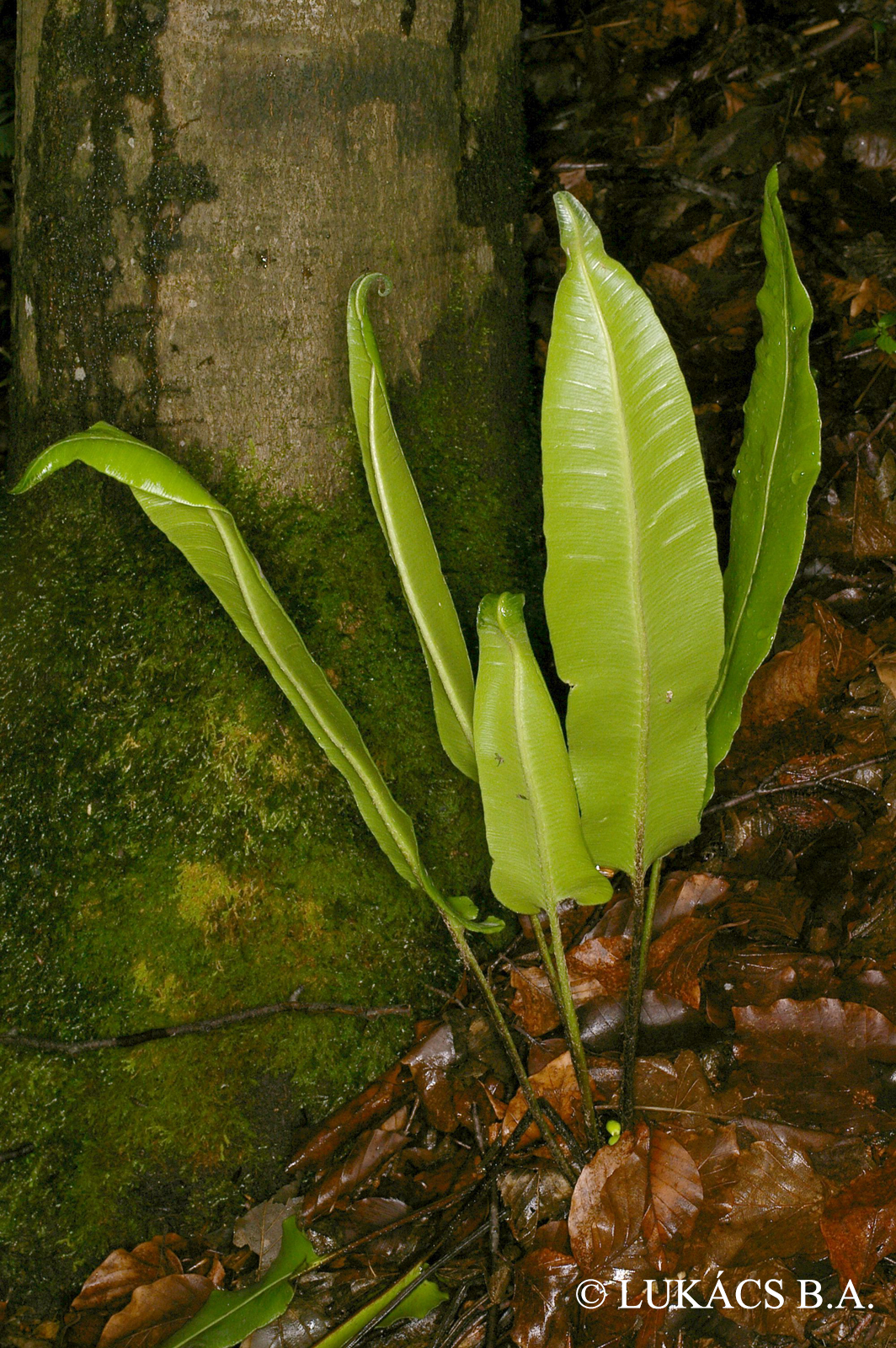 Asplenium scolopendrium L.