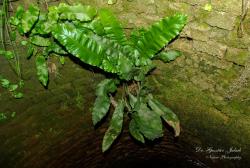 Asplenium scolopendrium L. 2.Kép