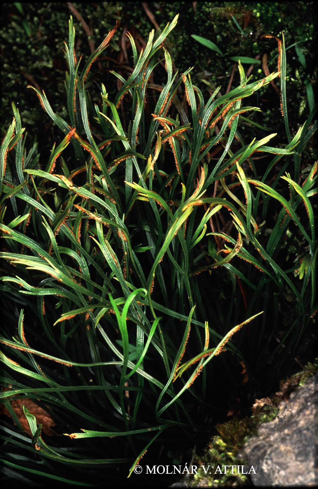Asplenium septentrionale (L.) Hoffm.