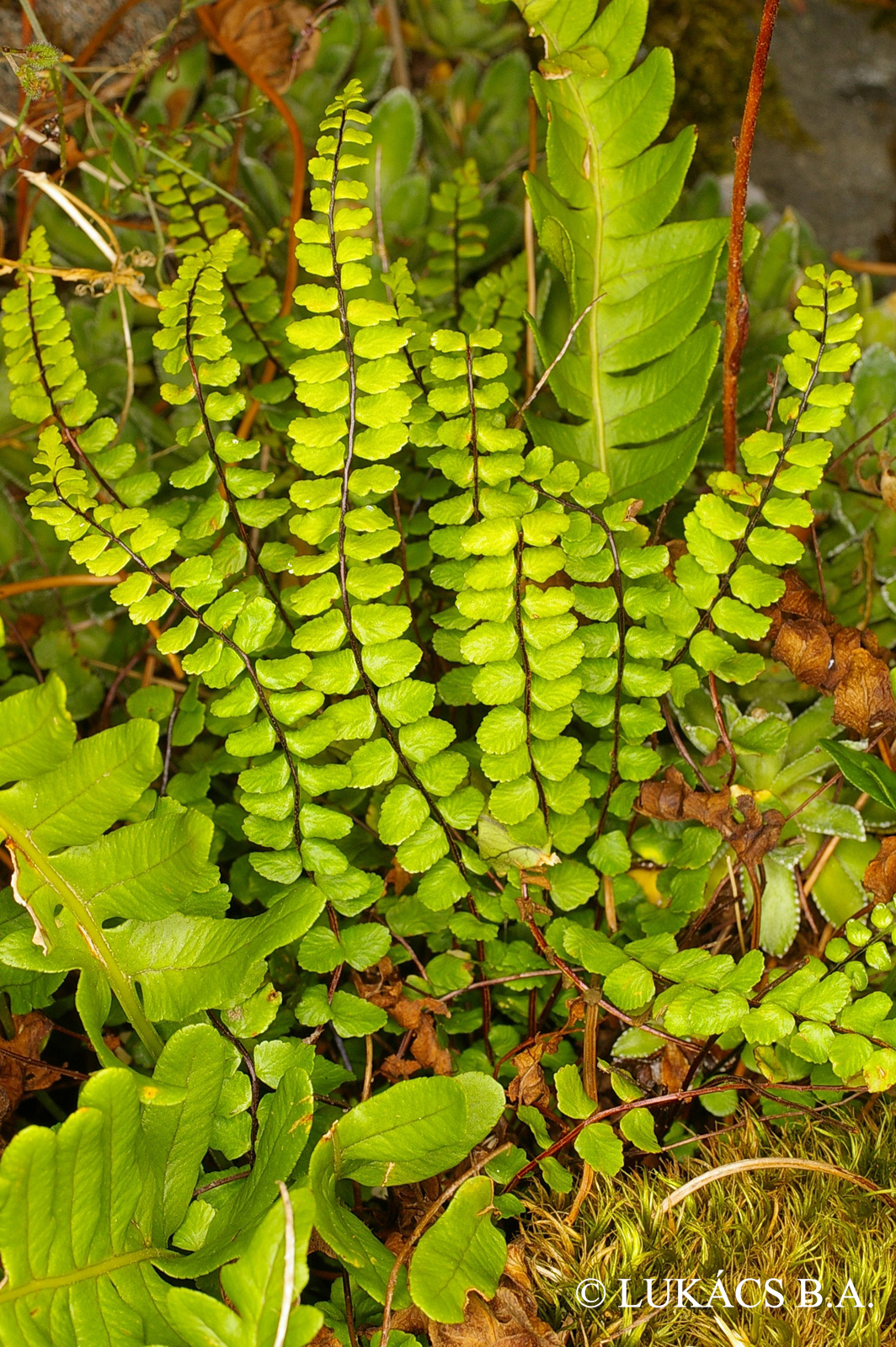 Asplenium trichomanes L.