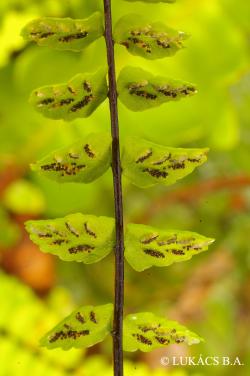 Asplenium trichomanes L. 2.Kép