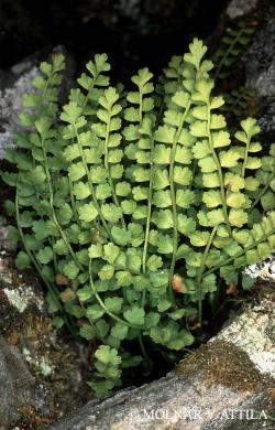 Asplenium viride Huds. 1.Image