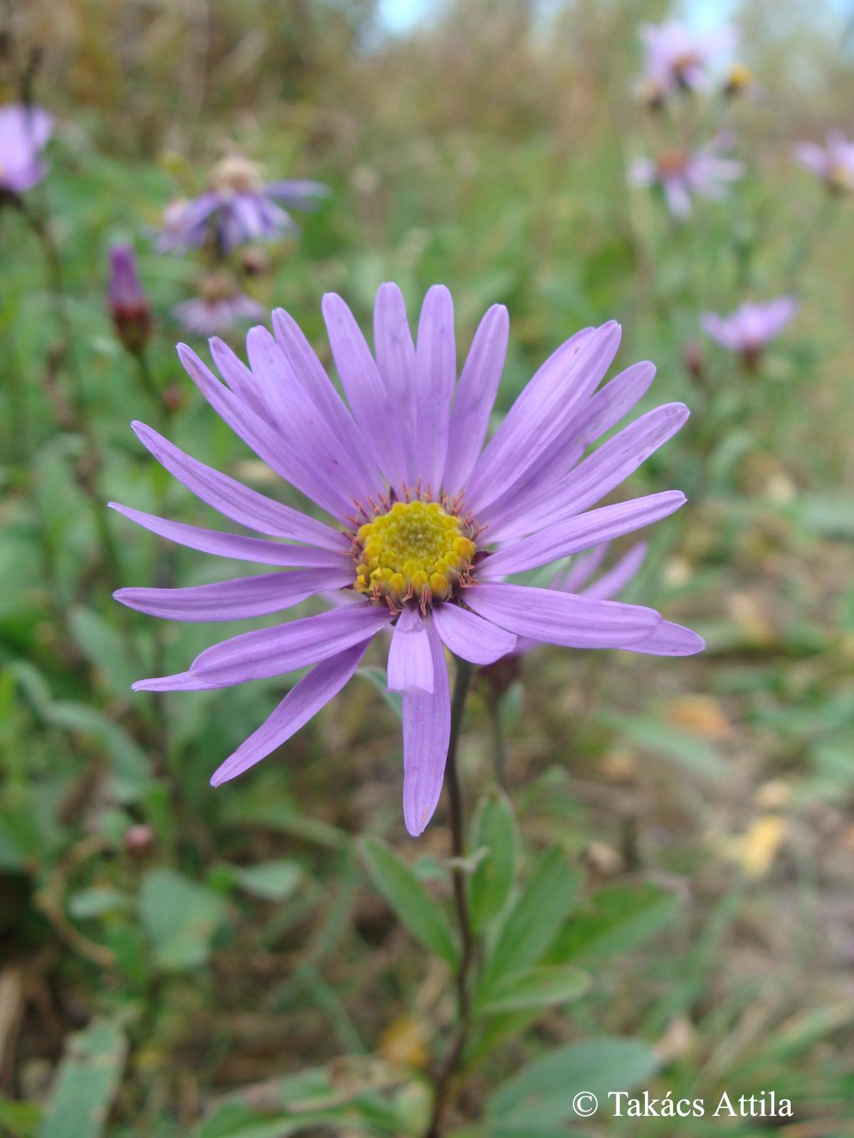 Aster amellus L.