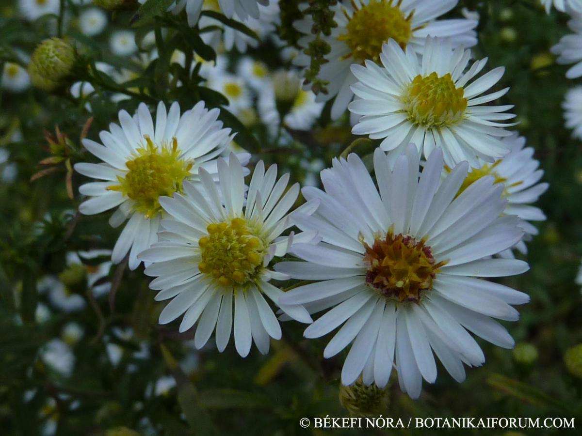 Aster lanceolatus agg.