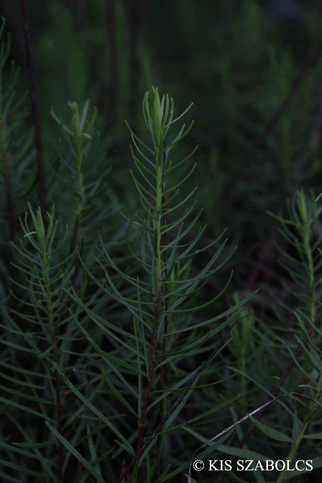 Aster linosyris (L.) Bernh.