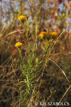 Aster linosyris (L.) Bernh. 2.Kép