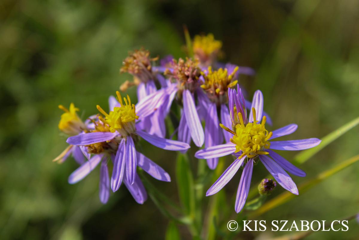 Aster sedifolius L.
