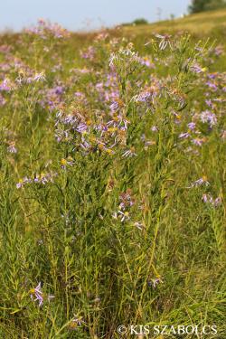 Aster sedifolius L. 2.Kép