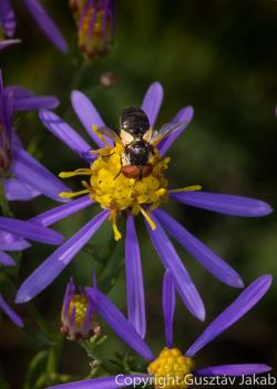 Aster sedifolius L. 3.Kép