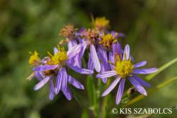 Aster sedifolius L. 1.Kép