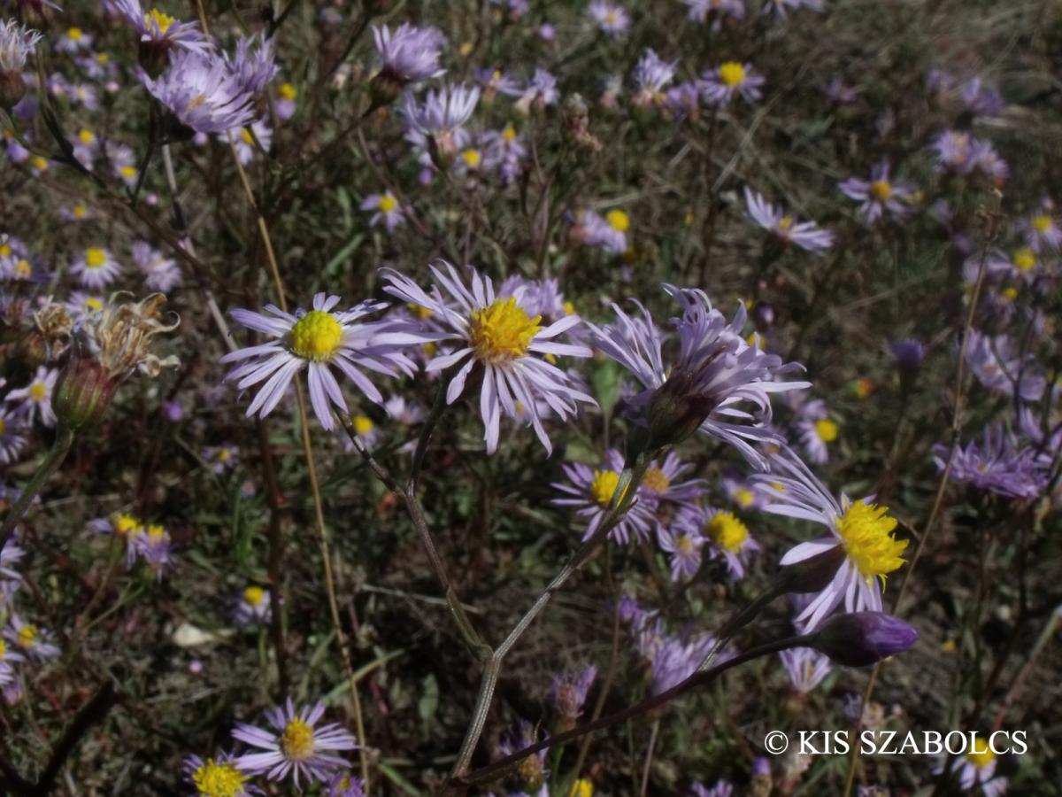 Aster tripolium L.