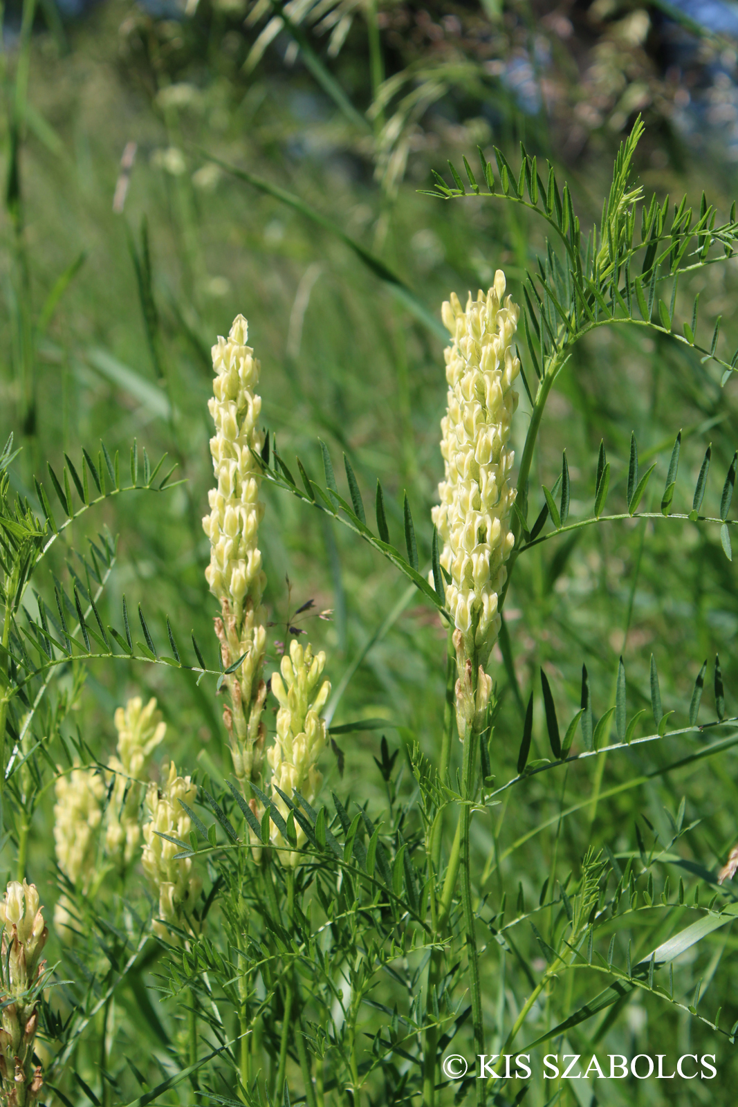 Astragalus asper Wulfen