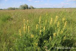 Astragalus asper Wulfen 2.Kép