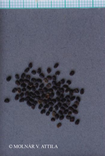 Astragalus asper Wulfen 3.Kép