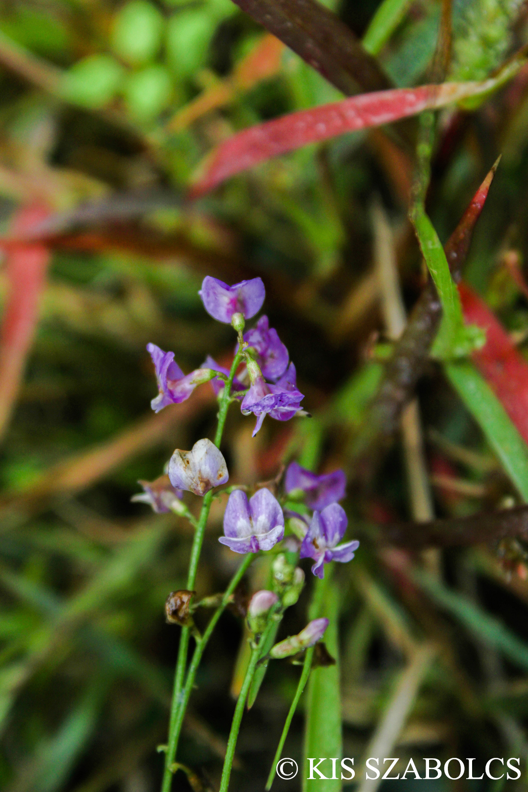 Astragalus austriacus Jacq.