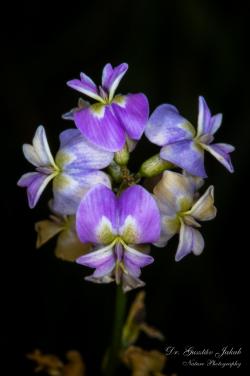 Astragalus austriacus Jacq. 2.Kép