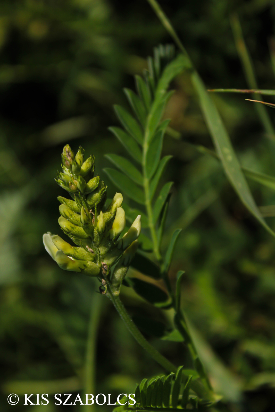 Astragalus cicer L.