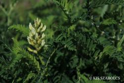 Astragalus cicer L. 2.Kép