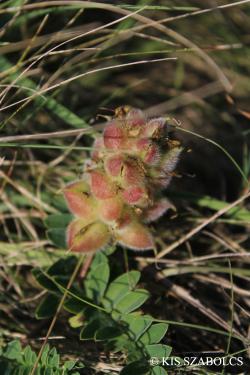 Astragalus cicer L. 3.Kép