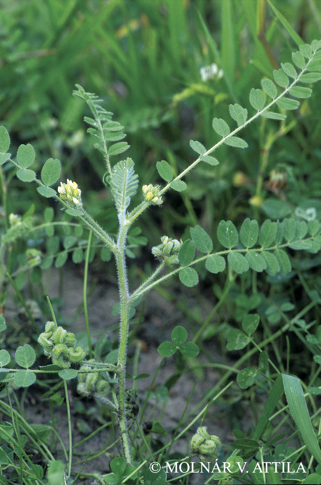 Astragalus contortuplicatus L.