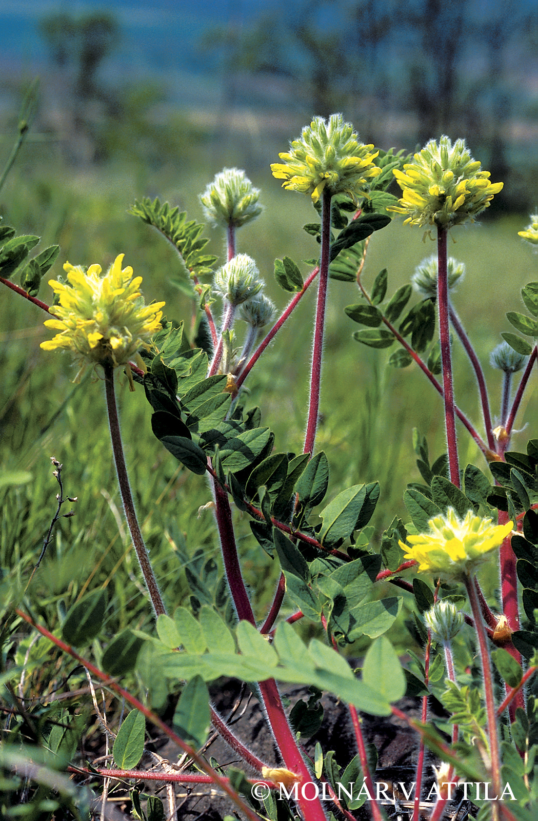 Astragalus dasyanthus Pall.