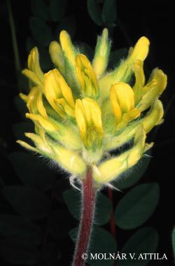 Astragalus dasyanthus Pall. 2.Kép