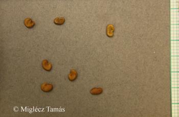 Astragalus dasyanthus Pall. 3.Kép