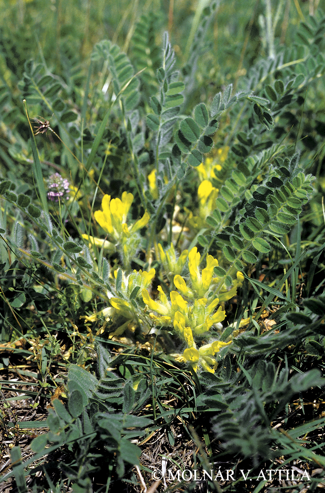 Astragalus exscapus L.