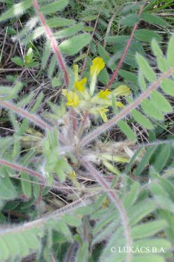 Astragalus exscapus L. 2.Kép