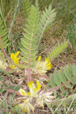 Astragalus exscapus L. 3.Kép