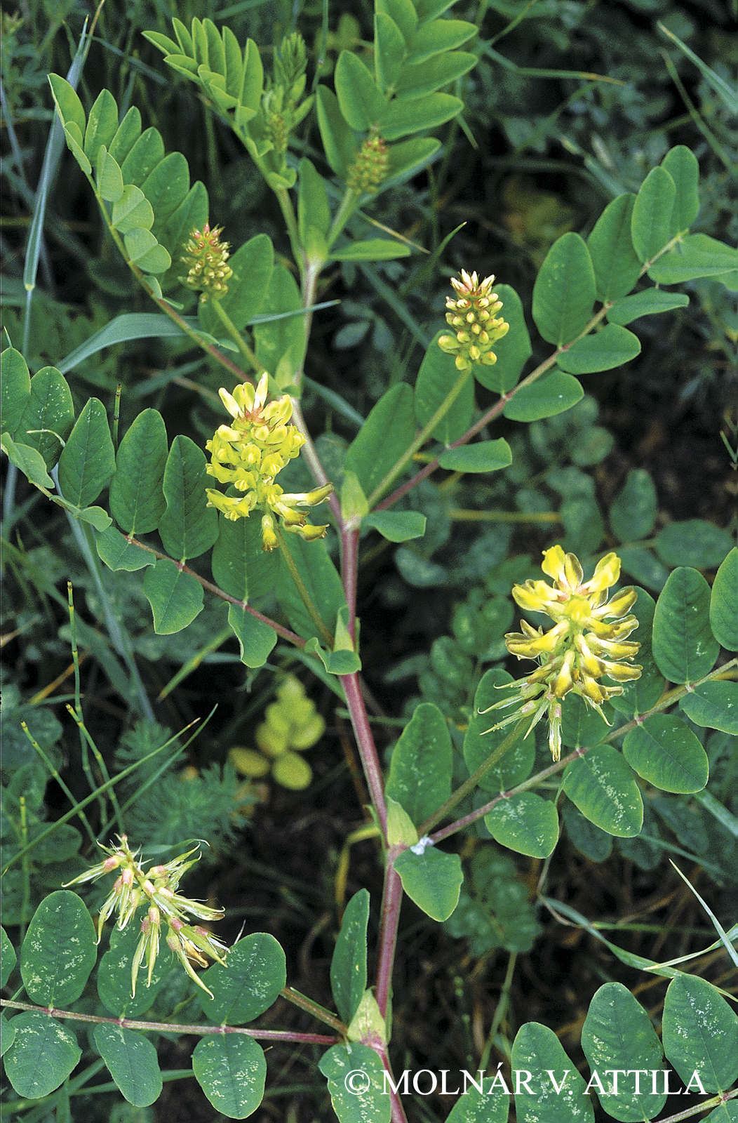 Astragalus glycyphyllos L.