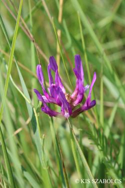 Astragalus onobrychis L. 2.Kép