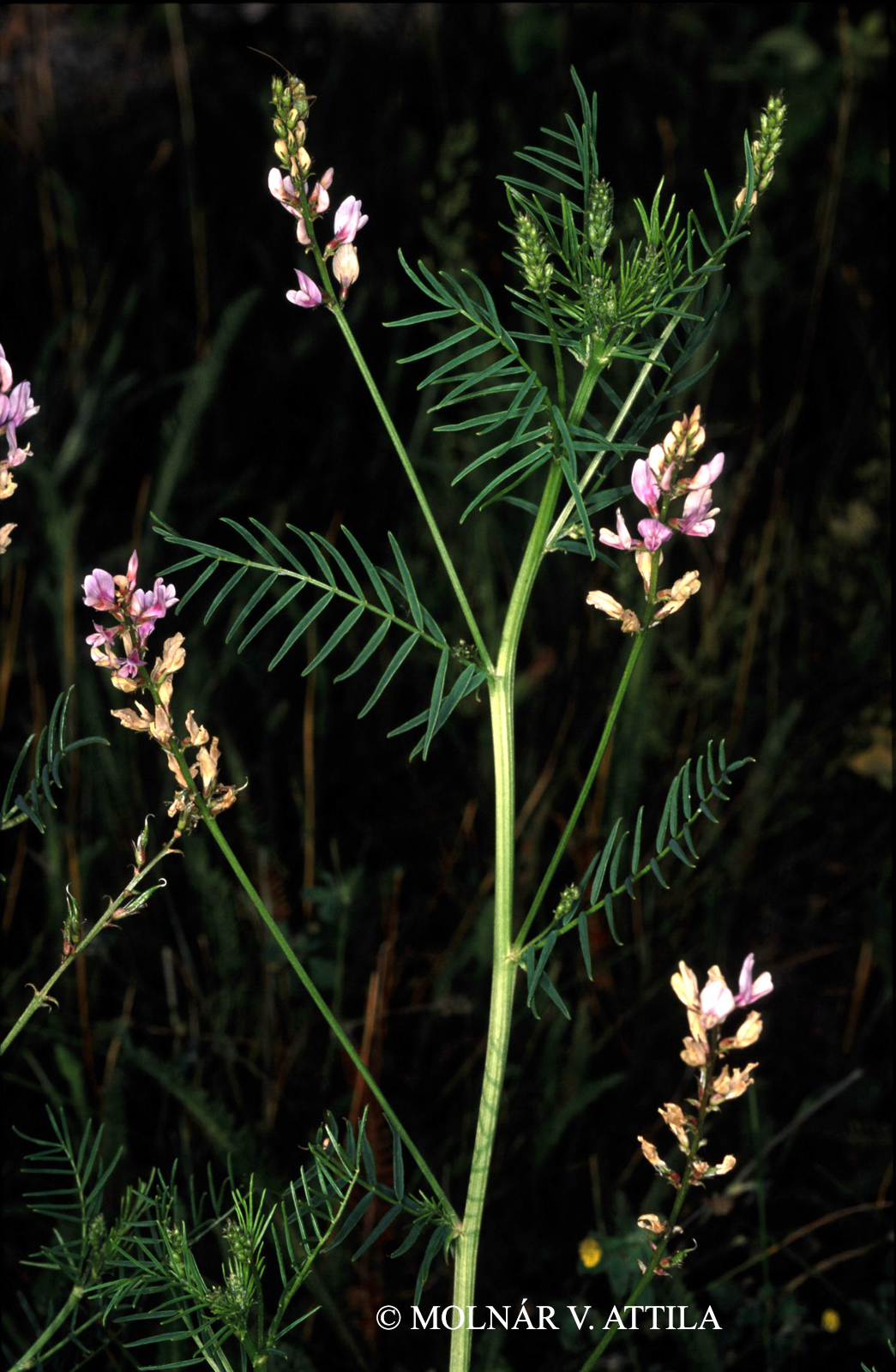 Astragalus sulcatus L.