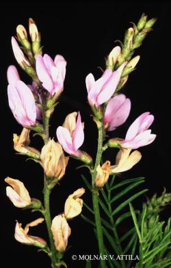 Astragalus sulcatus L. 2.Kép