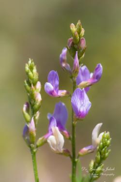 Astragalus sulcatus L. 3.Kép