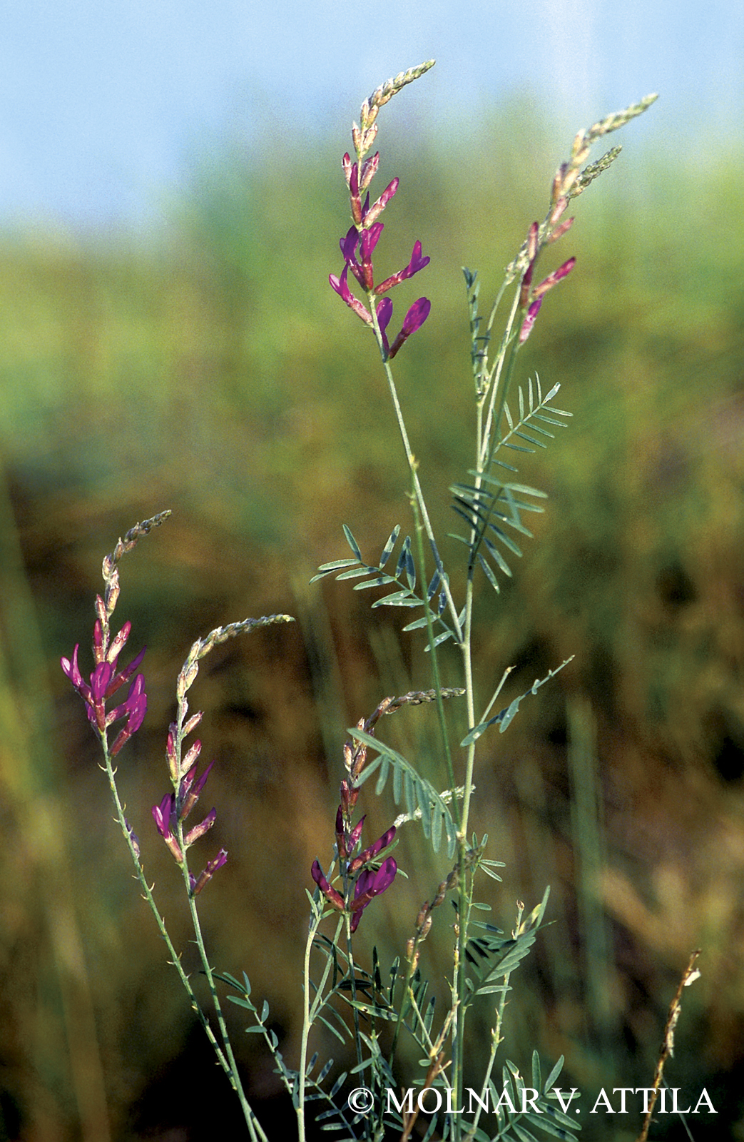 Astragalus varius S.G. Gmel.
