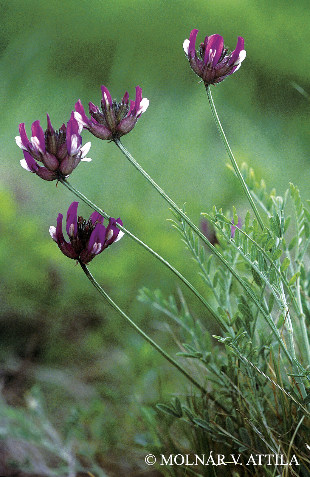 Astragalus vesicarius L. subsp. albidus (Waldst. et Kit.) Braun-Blanq.