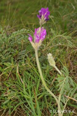 Astragalus vesicarius L. subsp. albidus (Waldst. et Kit.) Braun-Blanq. 2.Kép